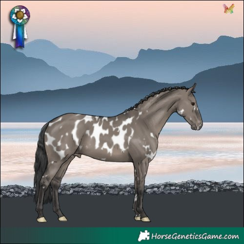 Horse Color:White Spotted Grullo Blanket Rabicano 