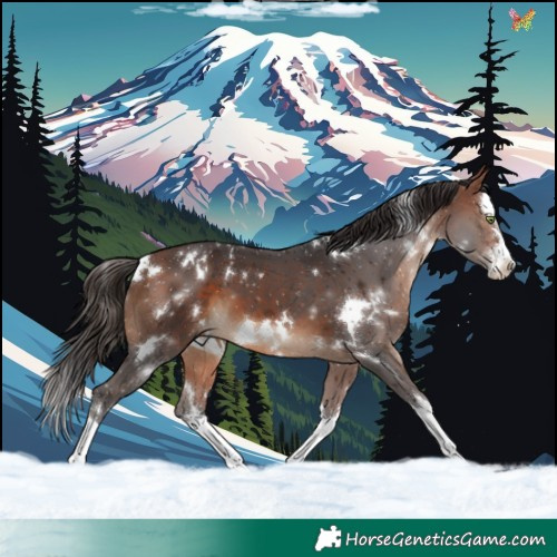 Horse Color:White Spotted Bay Splash