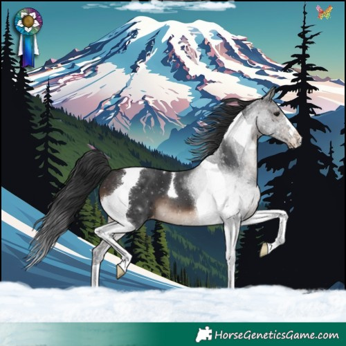 Horse Color:Brown Tobiano Appaloosa