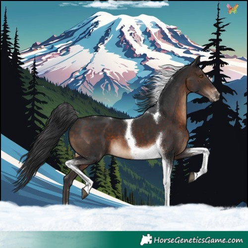 Horse Color:Brown Tobiano 