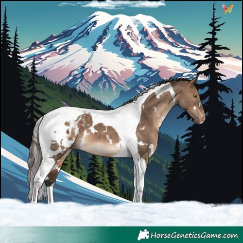 Horse Color:White Spotted Brown Dun Tobiano Appaloosa