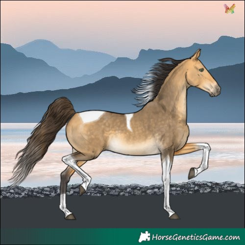 Horse Color:Buckskin Dun Tobiano 