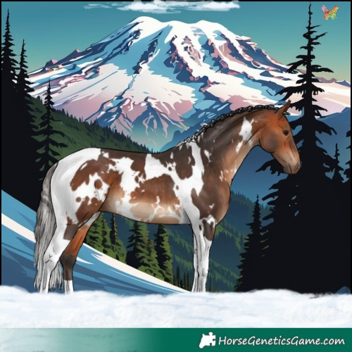 Horse Color:White Spotted Bay Tobiano