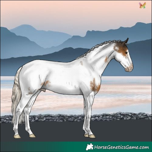 Horse Color:White Spotted Chocolate Palomino Tobiano Frame Rabicano