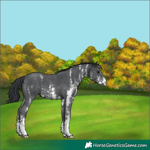 Horse Color:Black Sabino 