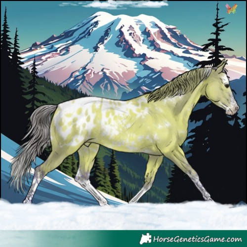 Horse Color:Watercolor White Spotted Smoky Grullo Splash Appaloosa Rabicano