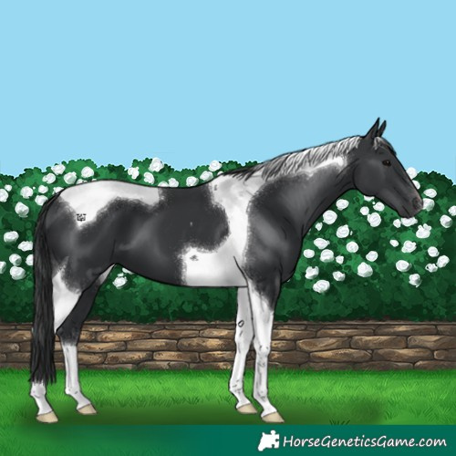 Horse Color:Black Tobiano