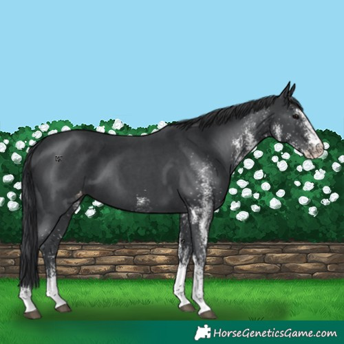 Horse Color:White Spotted Black Appaloosa 
