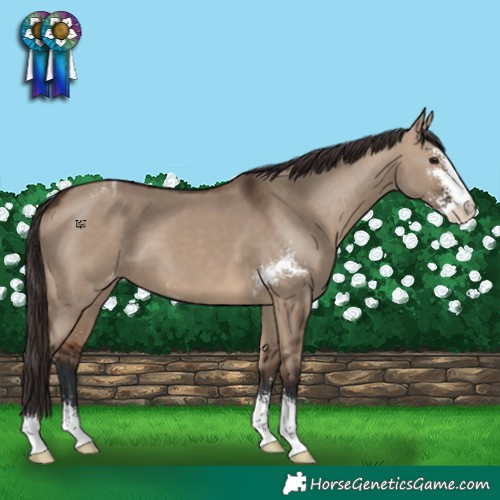 Horse Color:Brown Dun Sabino Appaloosa