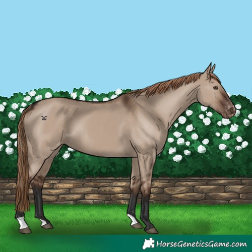 Horse Color:Liver Red Dun Appaloosa