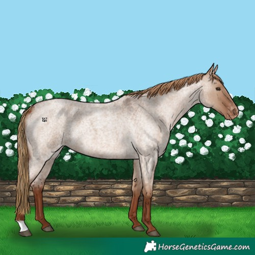 Horse Color:Red Dun Roan Appaloosa