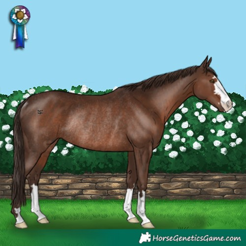 Horse Color:Liver Chestnut Rabicano