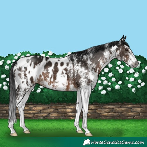 Horse Color:Gray White Spotted Brown Appaloosa 