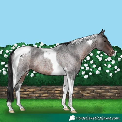 Horse Color:Brown Roan Tobiano Appaloosa