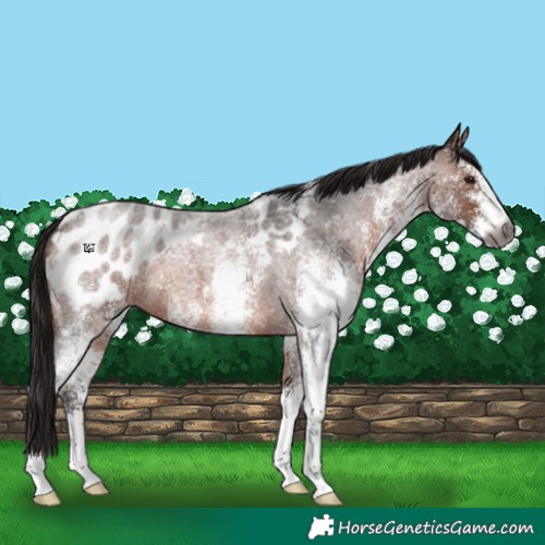 Horse Color:Gray White Spotted Bay Roan Appaloosa 