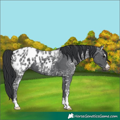 Horse Color:Black Ice Blanket