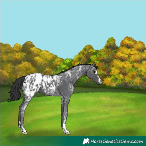 Horse Color:Black Ice Appaloosa 