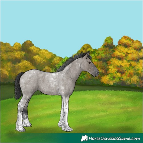 Horse Color:Grullo Roan Tobiano
