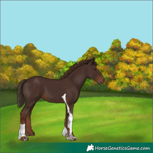 Horse Color:Liver Chestnut Tobiano