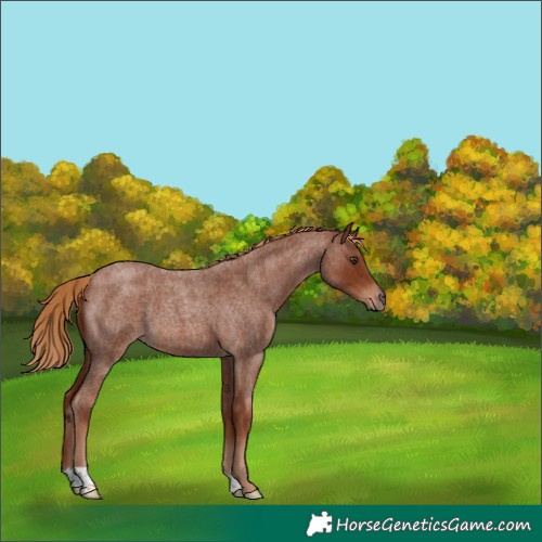 Horse Color:Red Roan