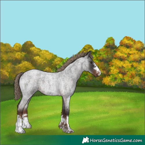 Horse Color:Liver Red Roan 