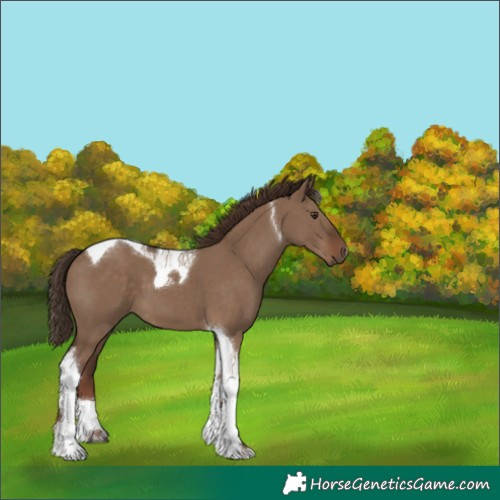 Horse Color:Liver Red Dun Tobiano 