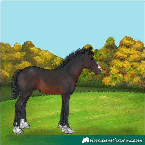 Horse Color:Brown