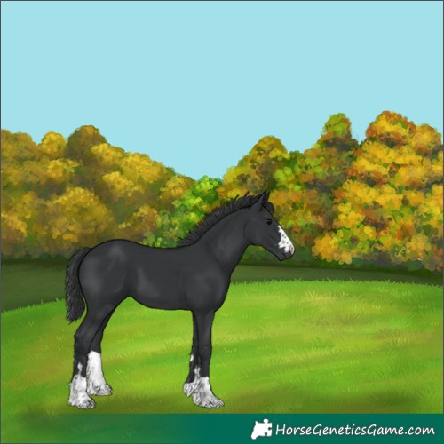 Horse Color:Black 