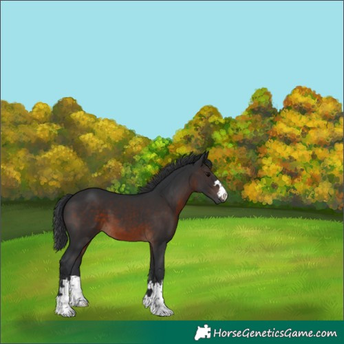 Horse Color:Brown