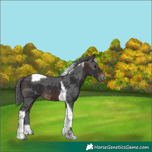 Horse Color:Brown Merle Tobiano