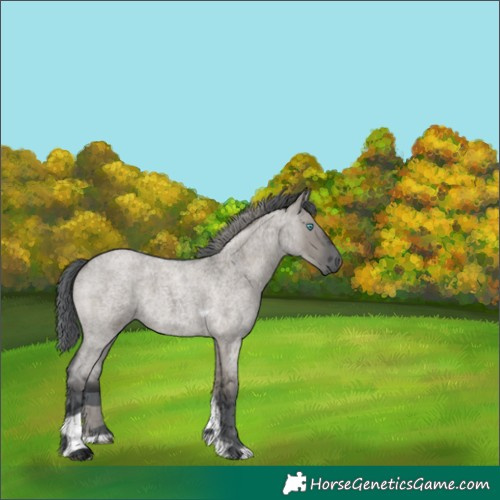 Horse Color:Grullo Roan Merle Tobiano 