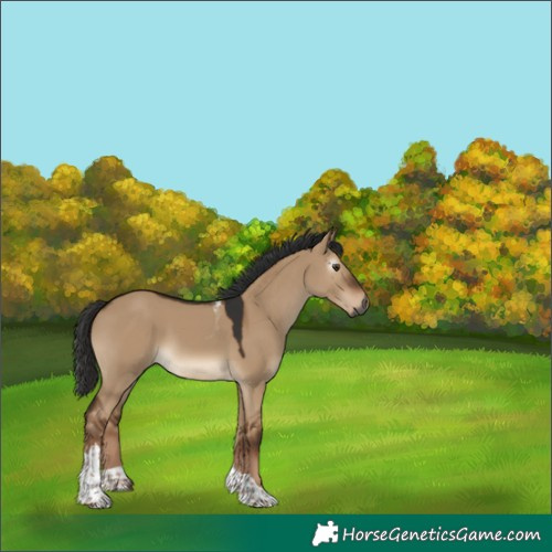 Horse Color:Gray Liver Red Dun Tobiano