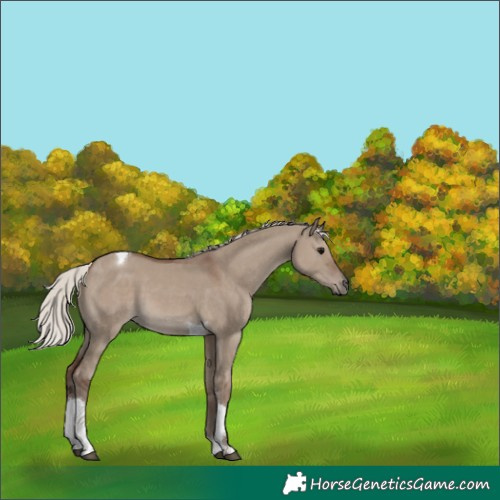 Horse Color:Silver Grullo Tobiano 