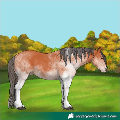 Horse Color:White Spotted Bay