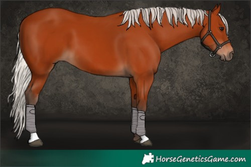 Horse Color:Silver Bay