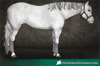 Horse Color:White Spotted Blue Roan Rabicano and White Spotted Silver Blue Roan Rabicano
