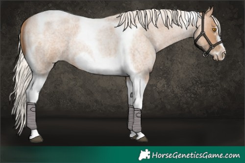 Horse Color:Silver Blue Roan Pearl Tobiano Frame 