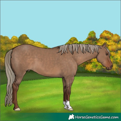 Horse Color:Unknown 