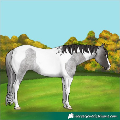 Horse Color:Smoky Blue Roan Tobiano Rabicano