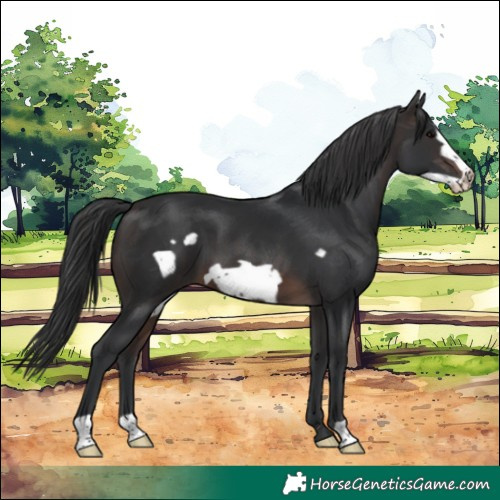 Horse Color:Brown Frame