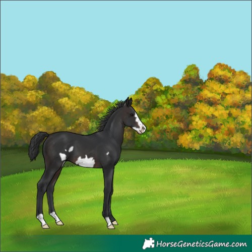 Horse Color:Brown Frame 