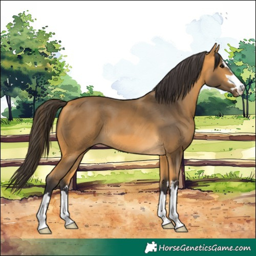 Horse Color:Buckskin