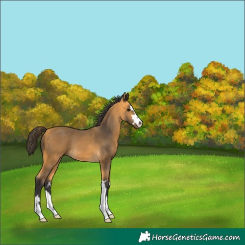 Horse Color:Buckskin