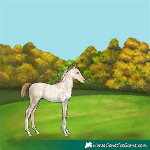 Horse Color:White Spotted Buckskin Pearl Dun Rabicano