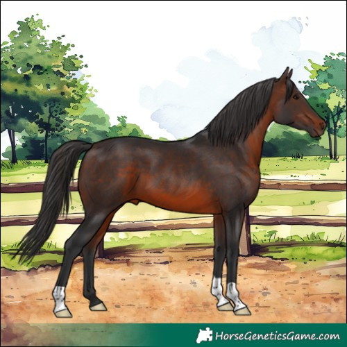 Horse Color:Brown 
