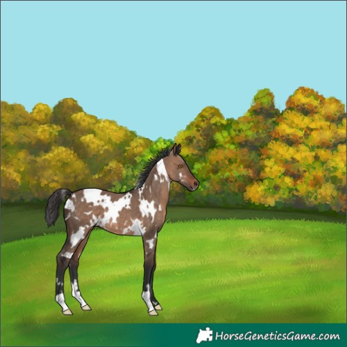 Horse Color:White Spotted Brown Dun 