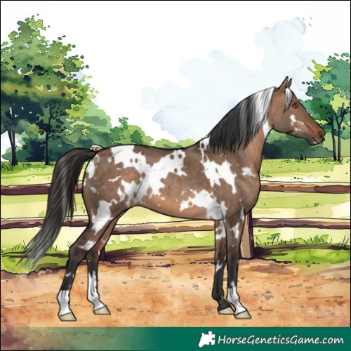 Horse Color:White Spotted Brown Dun