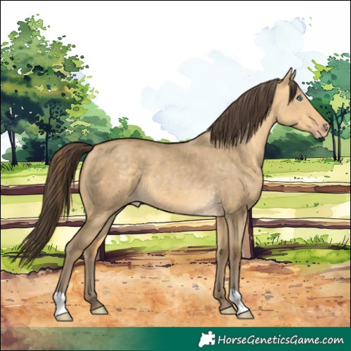Horse Color:Amber Cream Champagne Dun 
