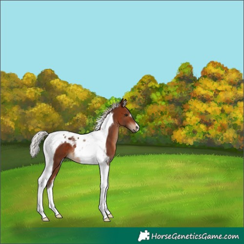 Horse Color:Silver Bay Tobiano 