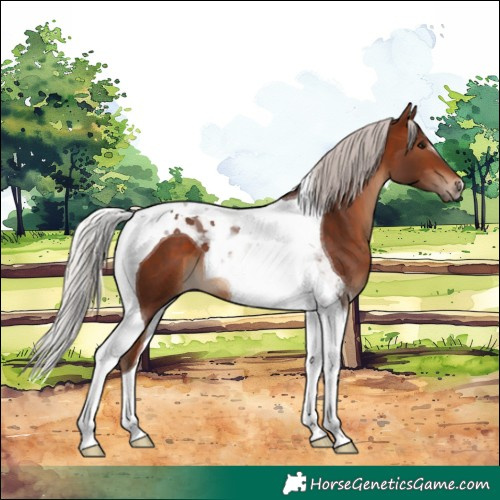Horse Color:Silver Bay Tobiano
